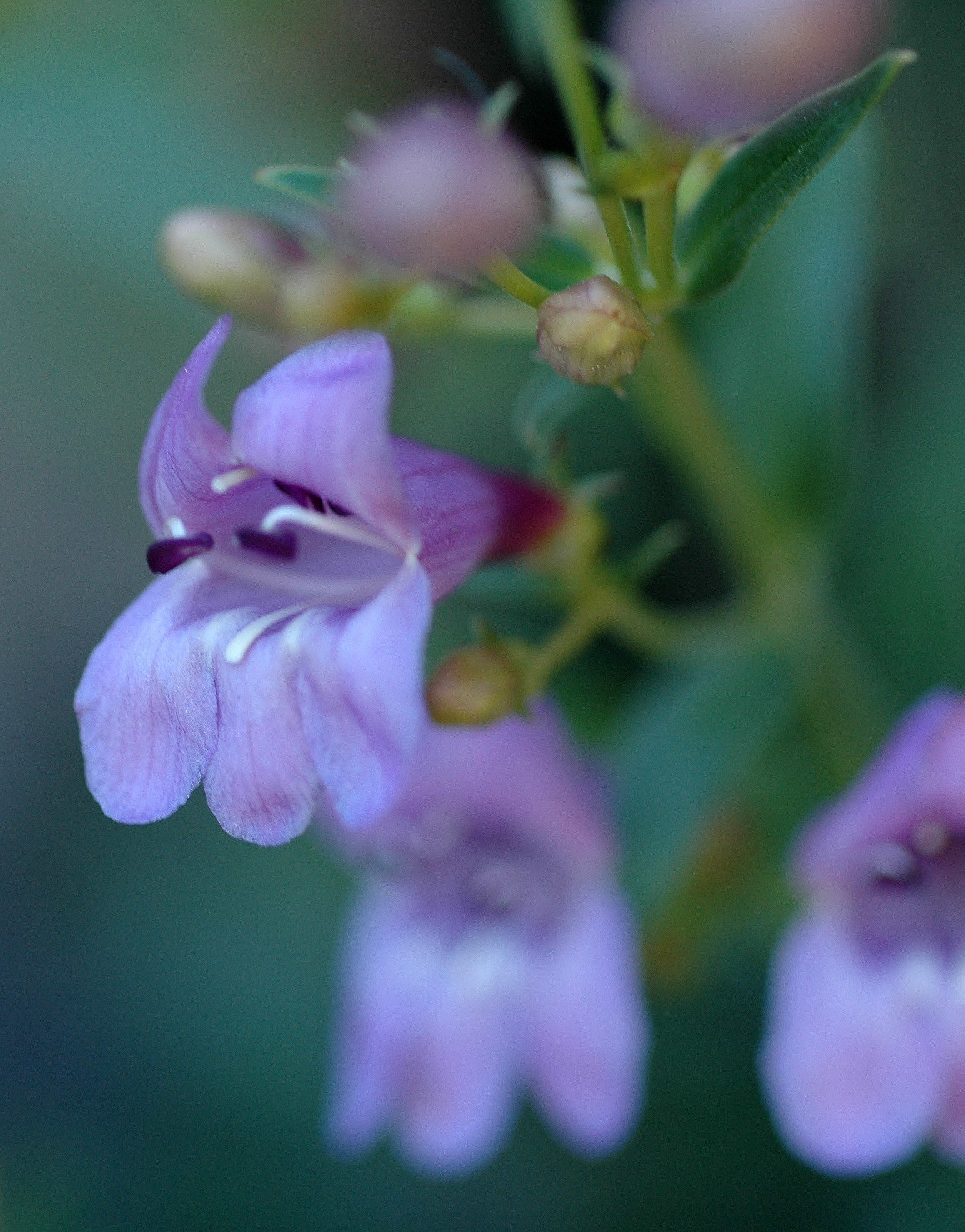 Penstemon leonardii var. patricus