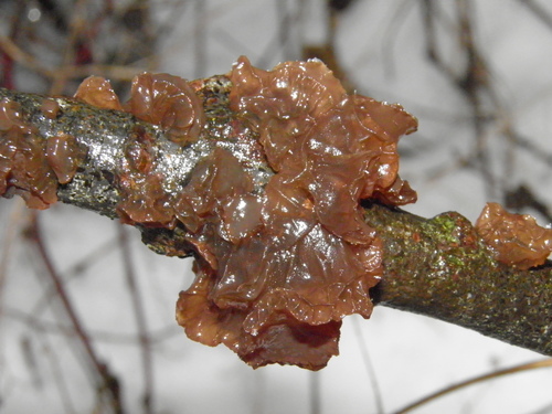 Lakštinis žiūrytis