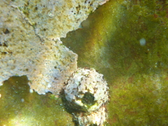 Megabalanus galapaganus