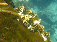 Megabalanus galapaganus