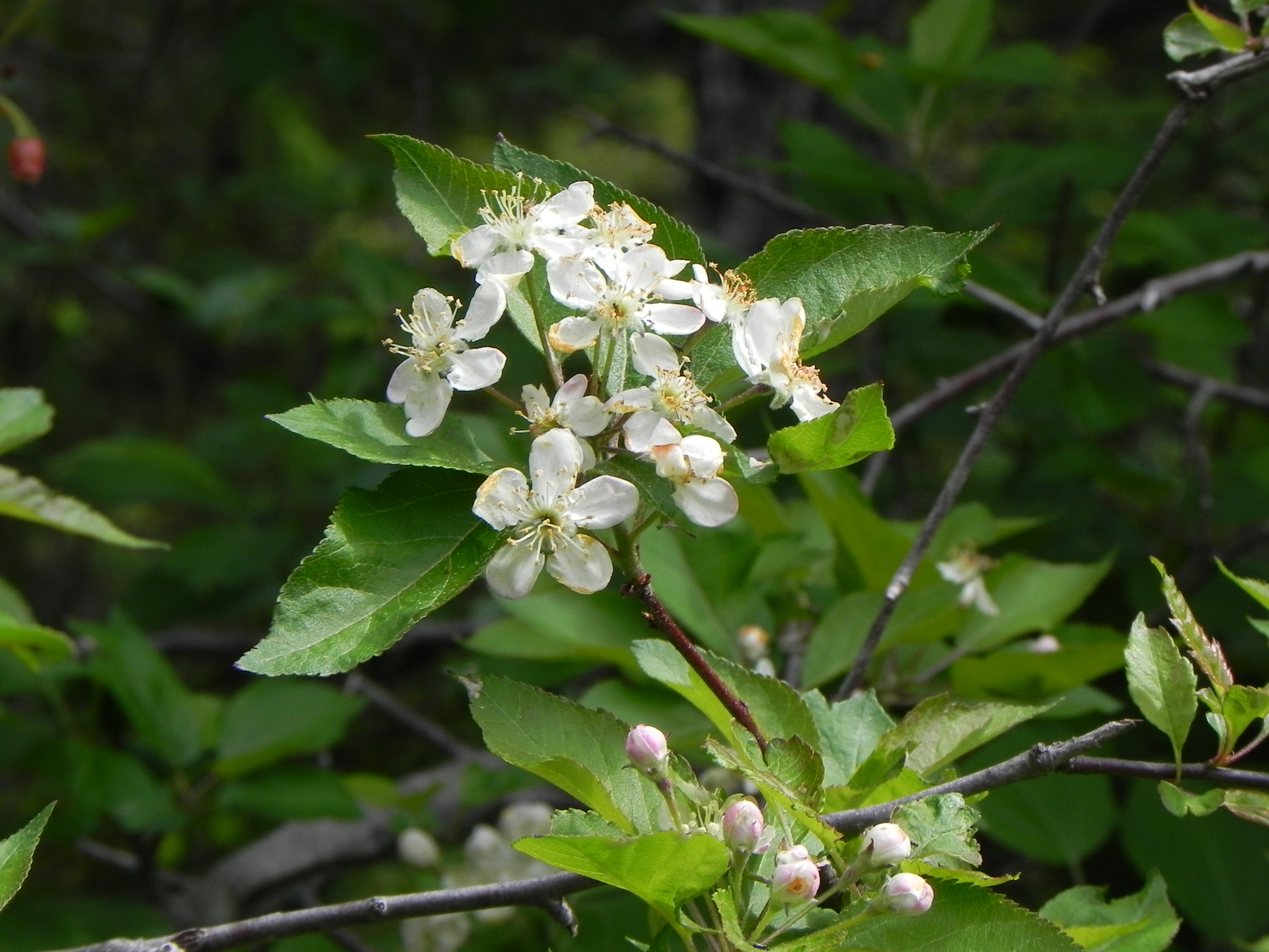Malus fusca