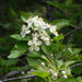 Pacific Crab Apple - Photo (c) kdg, some rights reserved (CC BY-NC-ND), uploaded by kdg