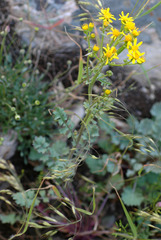Packera streptanthifolia