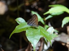Amiga arnaca