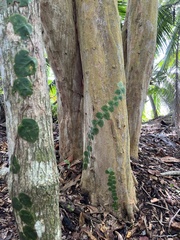 Monstera tuberculata image