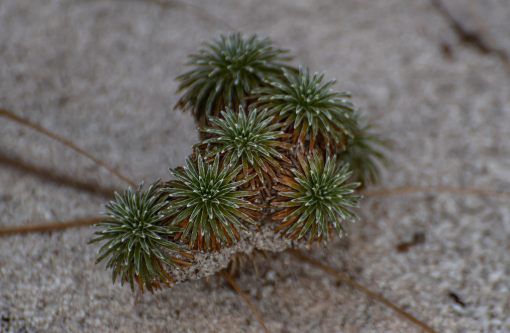 Comanthera caespitosa