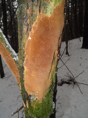 Taškuotoji kempinė