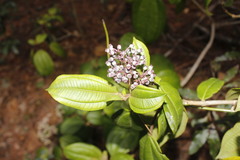 Miconia celaquensis