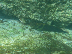 Ophioblennius steindachneri