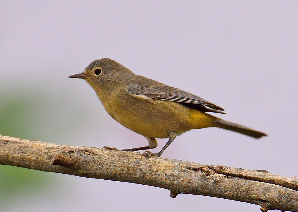 Virginia's Warbler from El Paso County, TX, USA on August 13, 2023 at ...