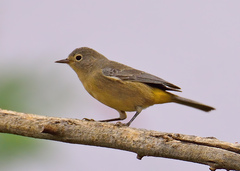 Virginia's Warbler photo 4