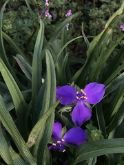 Tradescantia subacaulis