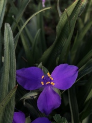 Tradescantia subacaulis