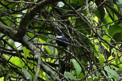 White-bibbed Manakin (Corapipo leucorrhoa), photo 4