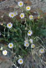 Erigeron tener