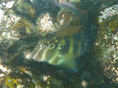 Ophioblennius steindachneri