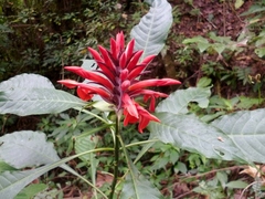 Aphelandra molinae