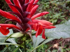 Aphelandra molinae