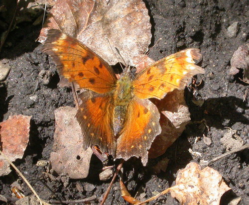 Gray Comma