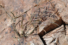 Hesperidanthus linearifolius