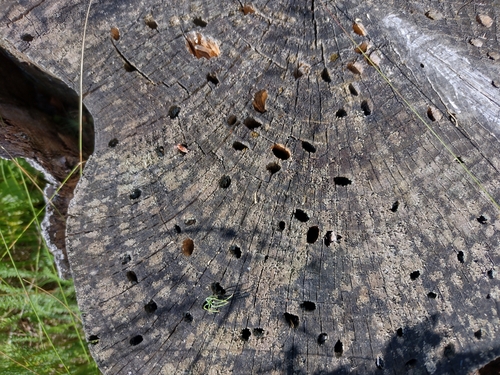 krasoňovité (Buprestidae)