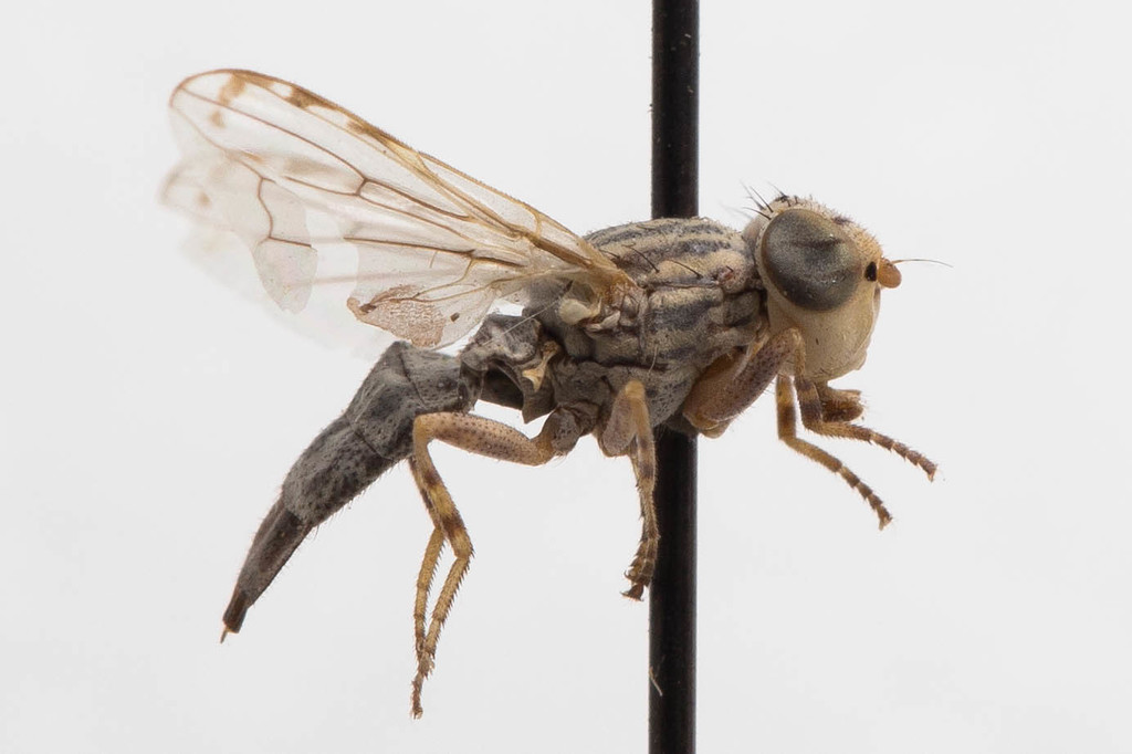Oedopa