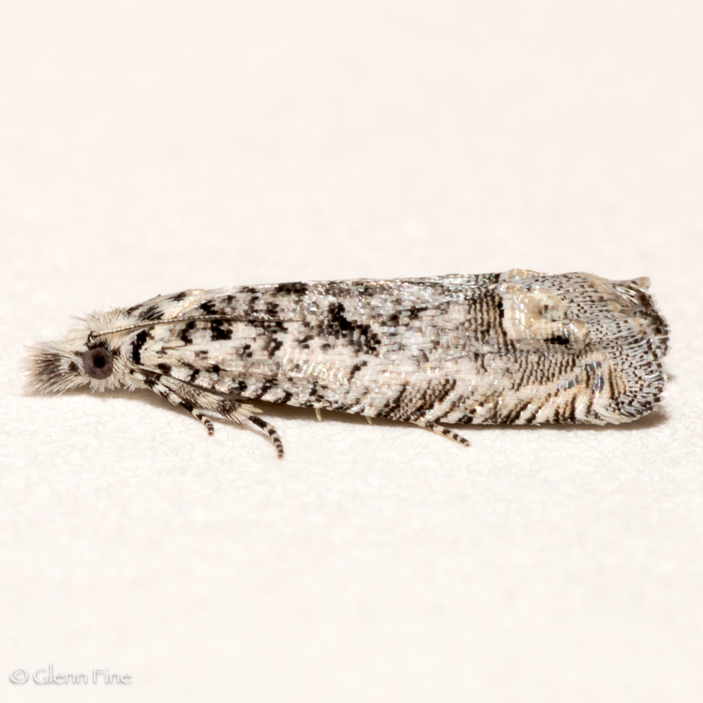 Eucosma minimana
