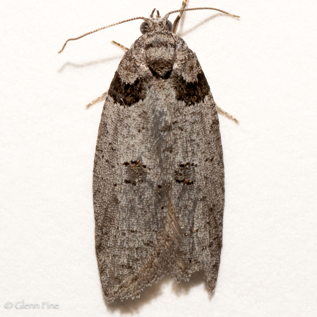 Decodes montanus