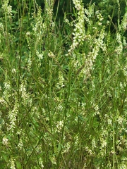 Melilotus albus image