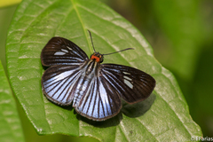 Pythonides lancea