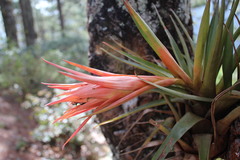 Tillandsia mateoensis