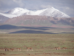 Equus kiang