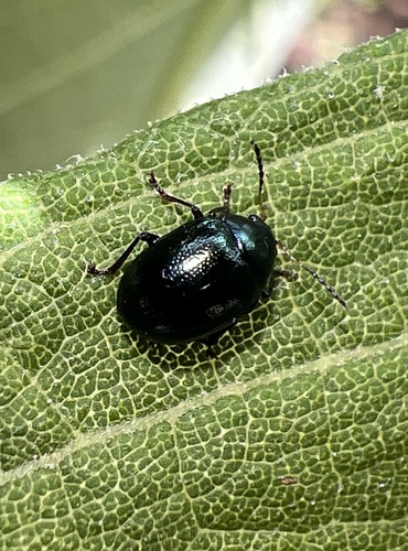 Brachypnoea tristis photo 3
