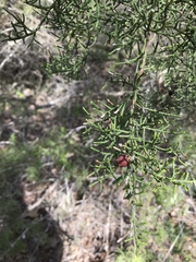 Juniperus pinchotii