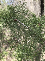 Juniperus pinchotii