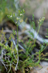 Lomatium grayi depauperatum