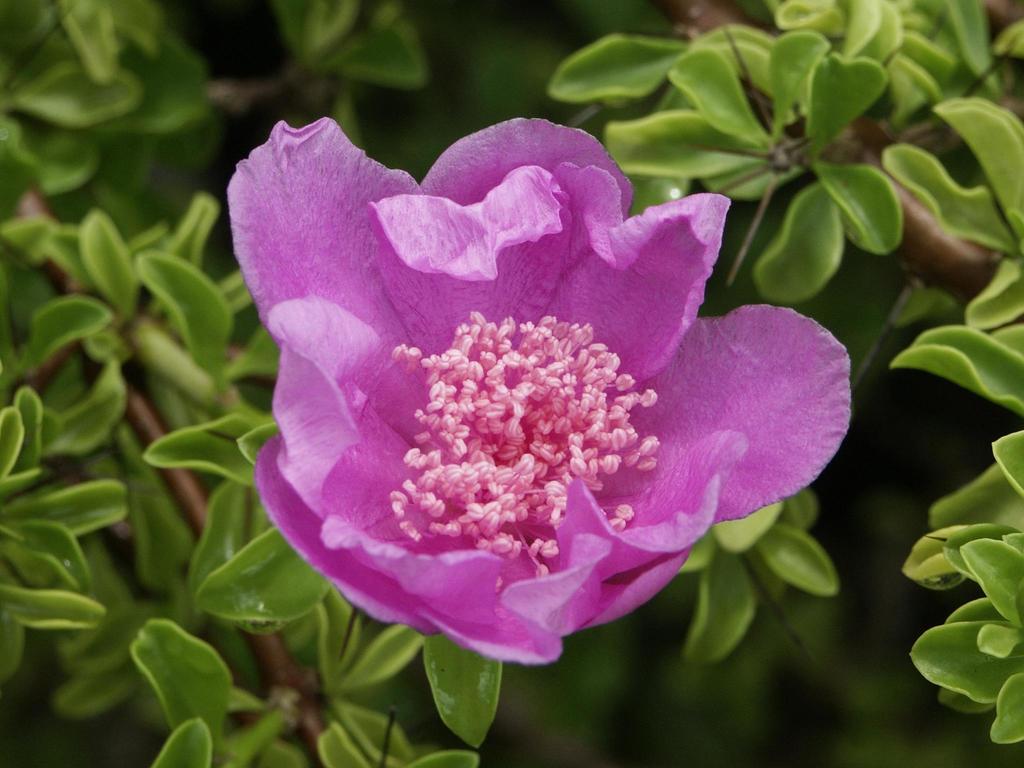 Leuenbergeria portulacifolia