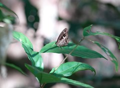 Posttaygetis penelea