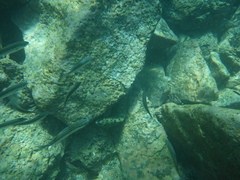 Epinephelus labriformis