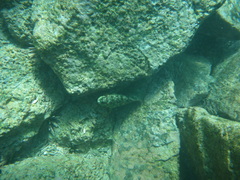 Epinephelus labriformis