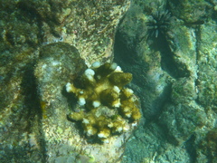 Pocillopora inflata