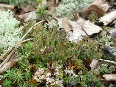 Cladonia crispata