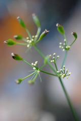 Lomatium grayi depauperatum