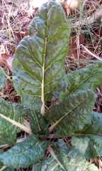 Beta vulgaris cicla