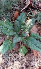 Beta vulgaris cicla