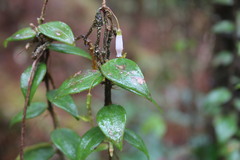 Disterigma humboldtii