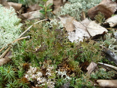 Cladonia crispata