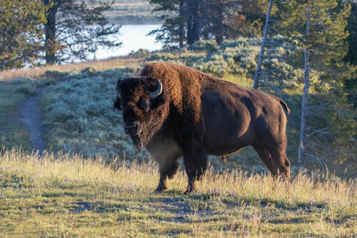 American Bison photographed in Wyoming
