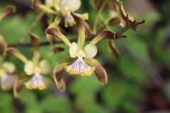 Encyclia alata
