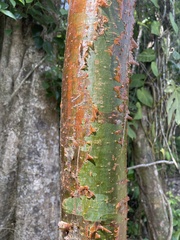 Bursera simaruba image